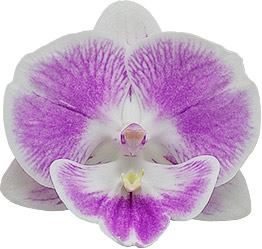 Phalaenopsis Xanadu (Healthy in 50mm pot) Main image