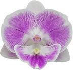 Phalaenopsis Xanadu (Healthy in 50mm pot)