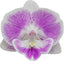 Phalaenopsis Xanadu (Healthy in 50mm pot)