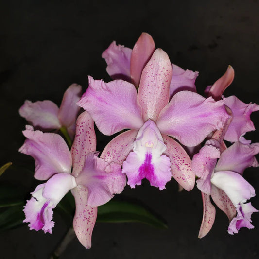 PACK OF 3 SPOTTY CATTLEYAS (BEAUTIFUL HYBRIDS)