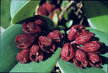 Acianthera Johnsonii Main image