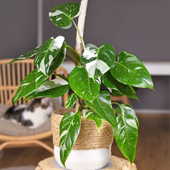 Philodendron ‘White Wizard’ FLASK TISSUE CULTURE