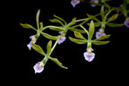 Encyclia Ceratistes (Fragrant Species From Brazil)