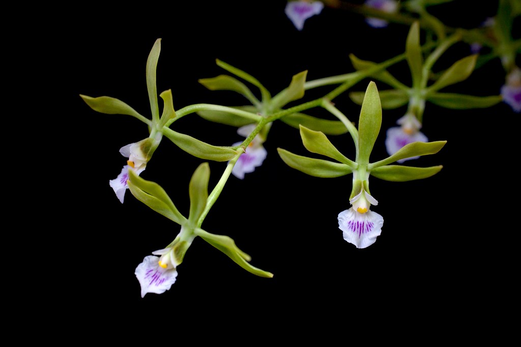 Encyclia Ceratistes (Fragrant Species From Brazil)
