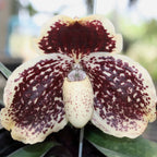 Paph godefroyae x Paph rothschildianum (RARE HARD TO FIND)