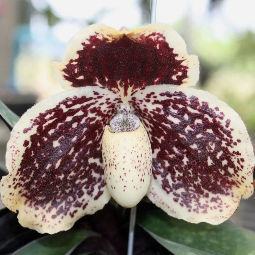 Paph godefroyae x Paph rothschildianum (RARE HARD TO FIND) Main image