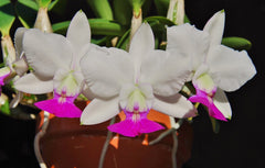 Cattleya walkeriana var. semi-alba 'Tokyo No.1' (VERY RARE SPECIES)