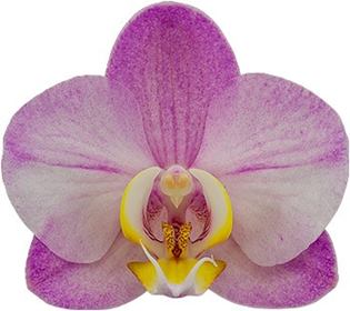 Phalaenopsis Wanderlust (Healthy in 50mm pot) Main image