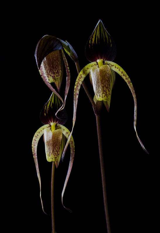 Paphioedilum Gigantifolium 'Cheng' X Paph. Anitum