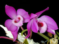 TOP - Dendrobium parishii 'Variegated' (Rare Species)