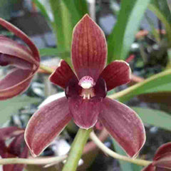 Grammatocymbidium Pakkret Garuda X Crownfox Leopard 'Penta'