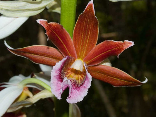 Phaius australis FLASK/TISSUE CULTURE