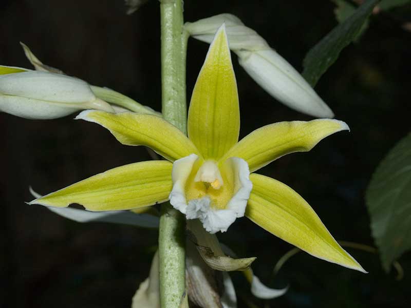 Phaius bernaysii x tankervilleae (Swamp Orchid) Main image