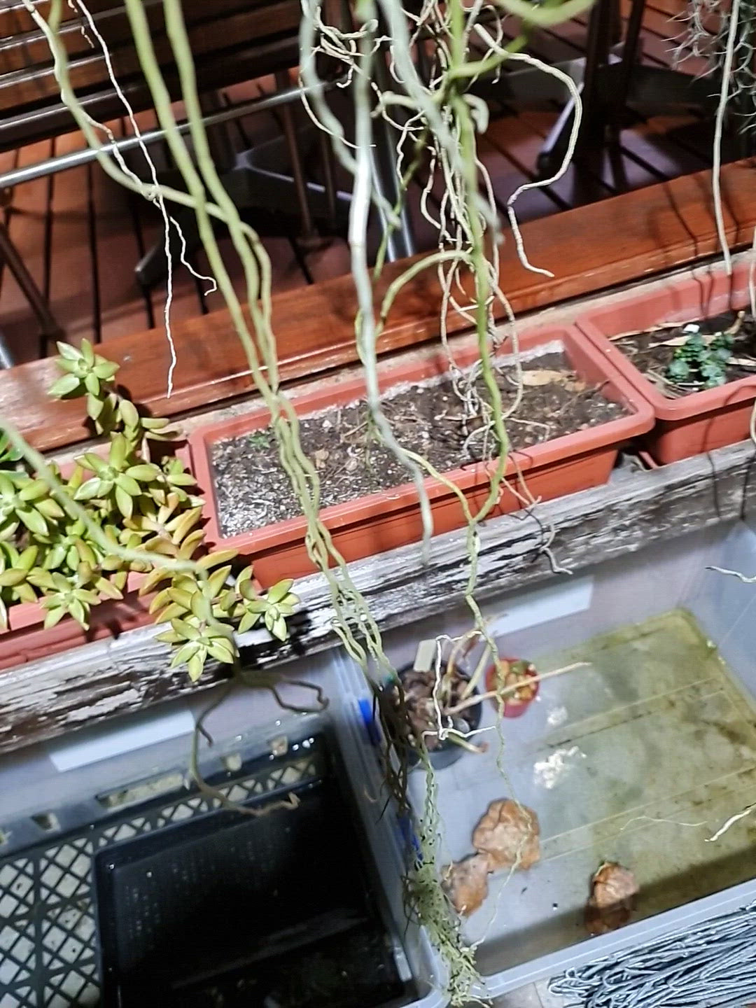 Papilionanda Jokenny