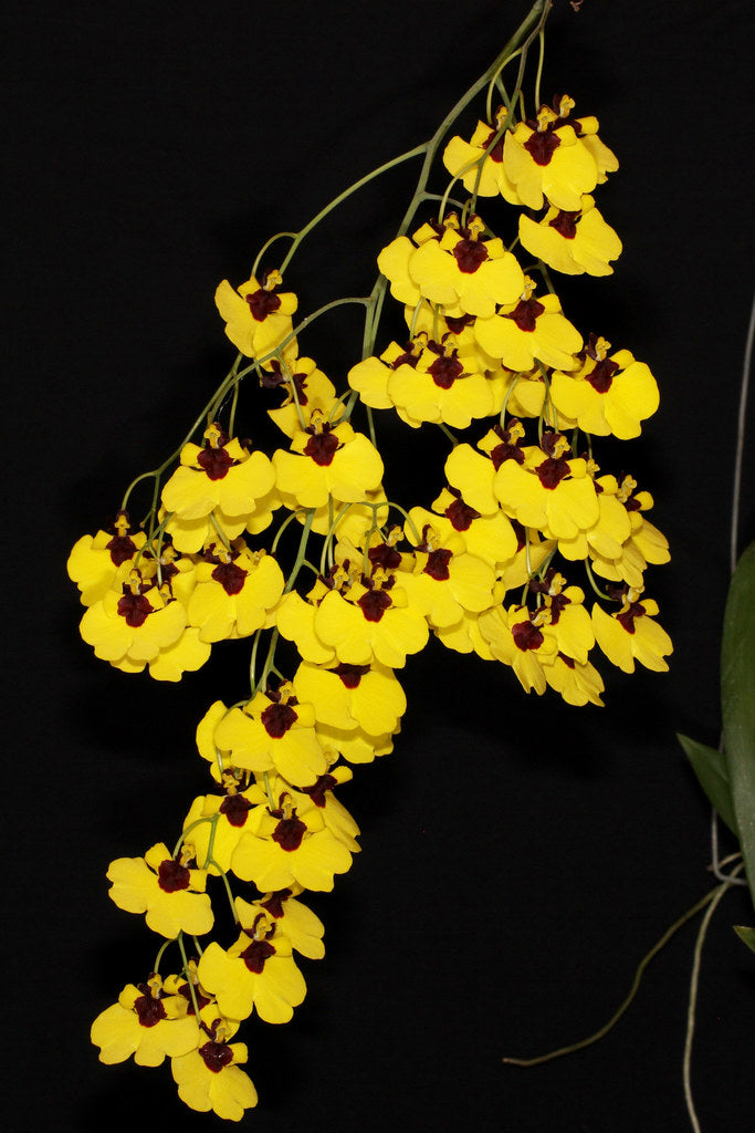 Oncidium Insignis