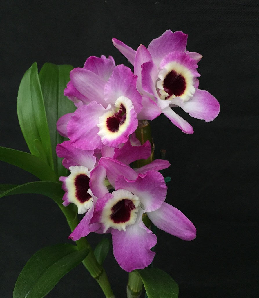 Dendrobium Wave Of Love Main image