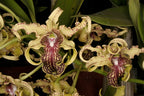 Dendrobium Adora Nishii ( Alexandrae X Spectabile )