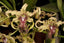 Dendrobium Adora Nishii ( Alexandrae X Spectabile )