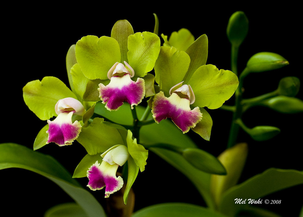 Blc. Crowfield "Mendenhall" (Fragrant)