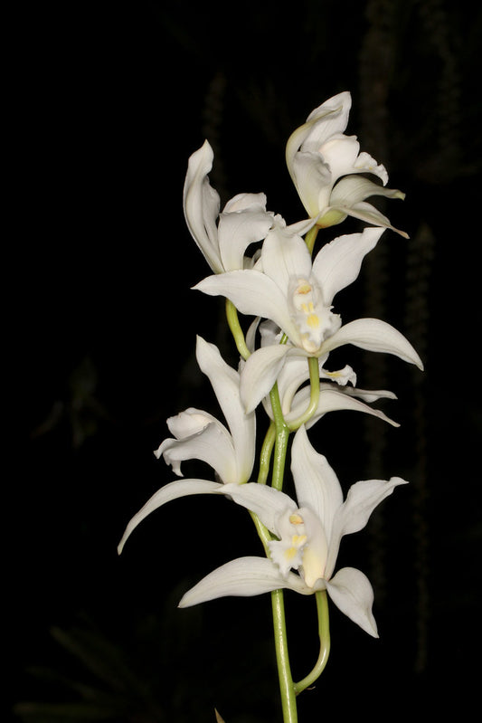 Cymbidium insigne alba x Cym. seidenfadenii (PLUS O)