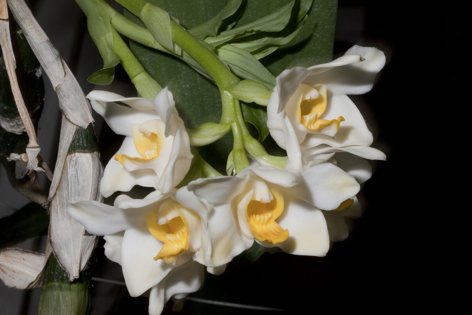 Chysis bractescens (Rare Fragrant Species) Main image