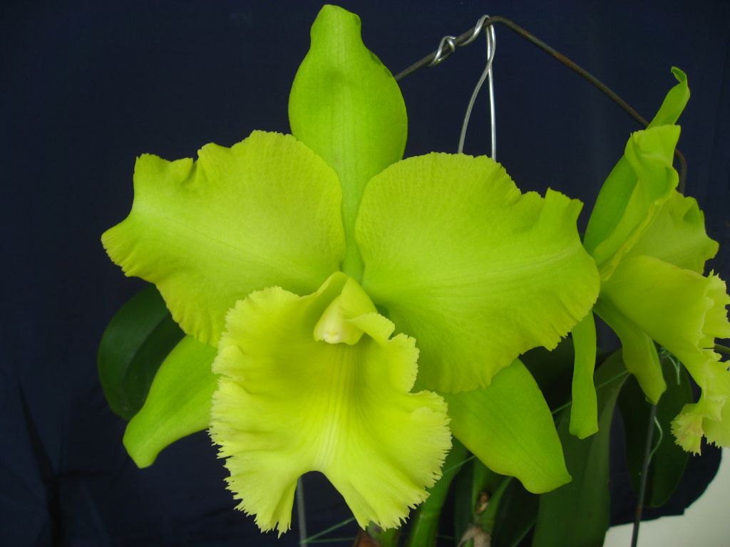 TOP - Rlc. Three Suns X Rlc. Sung Ya Green (Green Hybrid) Main image