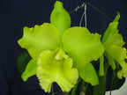 TOP - Rlc. Three Suns X Rlc. Sung Ya Green (Green Hybrid)