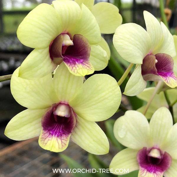 Dendrobium New Burana Red Stem (Blooming Size) Main image