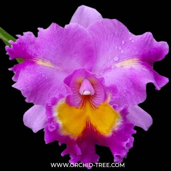 Cattleya Mackie's Flare (Fragrant Mericlone) Main image