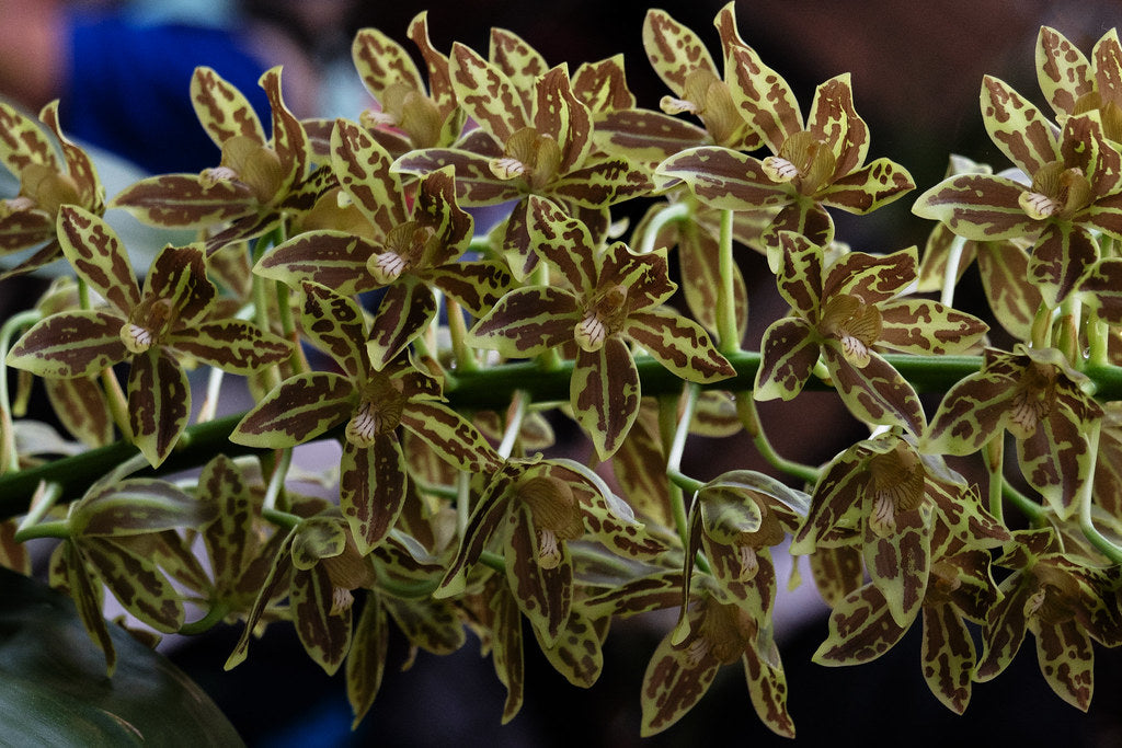 Grammatophyllum scriptum var kiilani RARE FLASK Main image