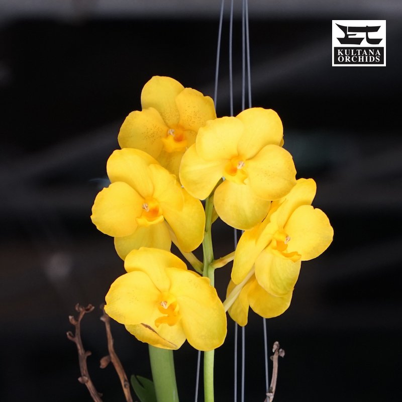 PACK OF 8 VANDA HYBRID SEEDLINGS