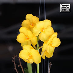 PACK OF 8 VANDA HYBRID SEEDLINGS