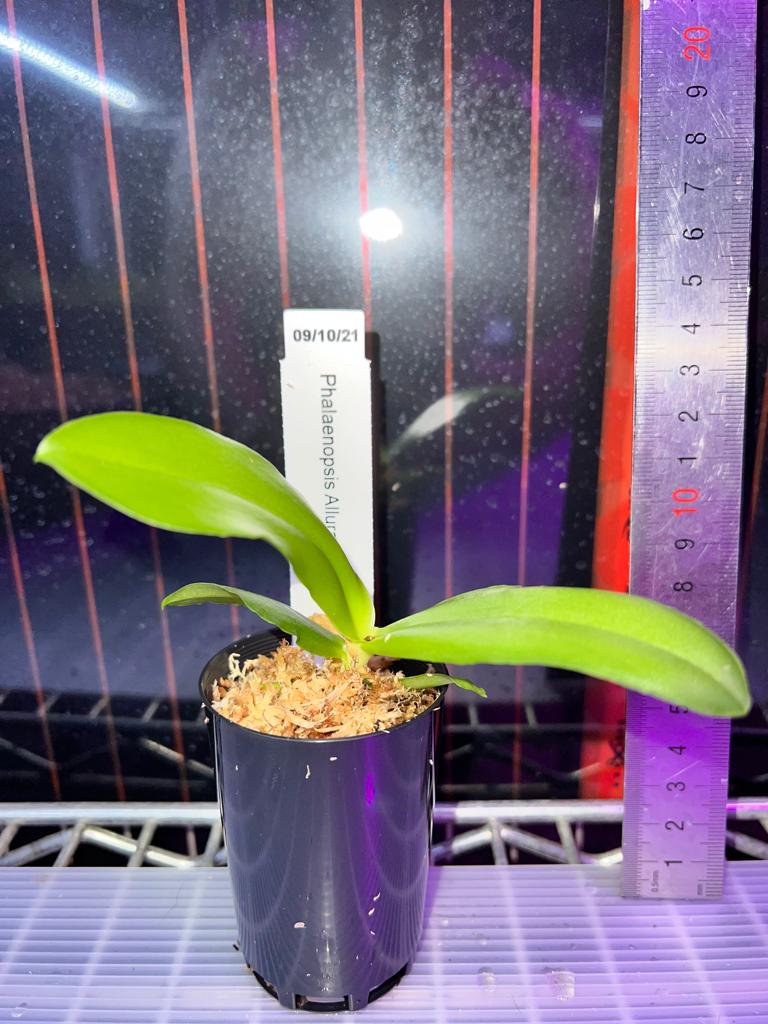 TOP - Phalaenopsis Allura 'AL's Rainbow (Mericlone) Secondary image