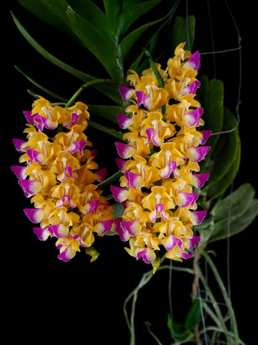 (In Spike Now) Aerides houlletiana (Fragrant Species)