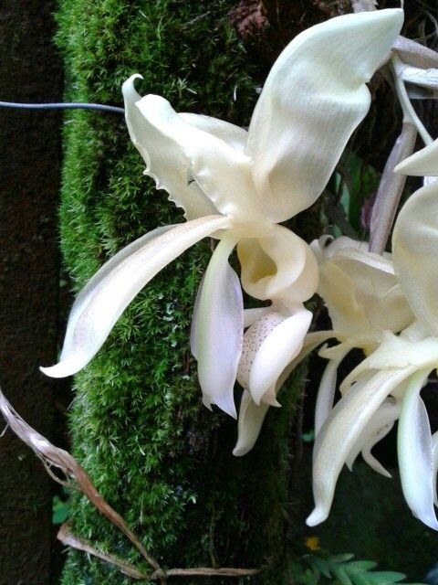 Stanhopea Dodsoniana (ALBA) Rare! Main image