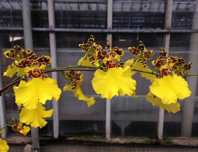 Oncidium Jiuhbao Gold KBR ( Mericlone) Main image