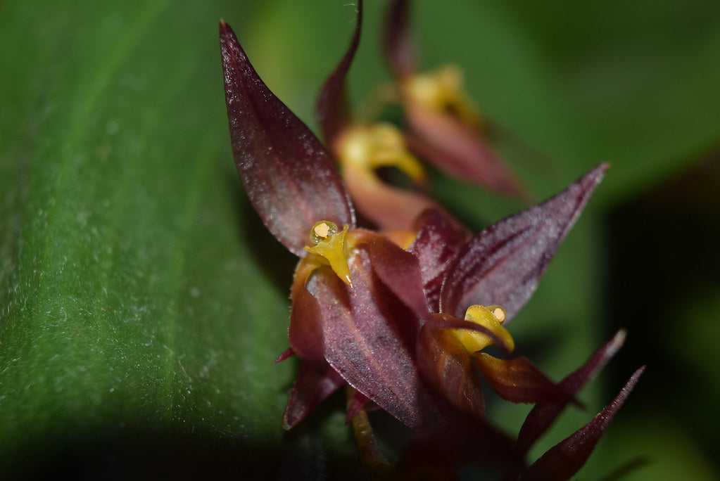 Pleurothallis Rowlee (Species From Panama) Main image