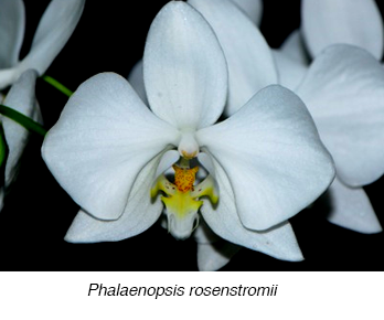 Phalaenopsis rosenstromii - Native Moth Orchid Species