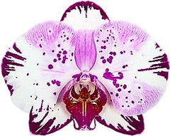 Phalaenopsis 'Magic Art' - FLOWERING NOW! SPECIAL