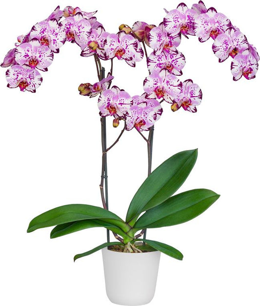 Phalaenopsis 'Magic Art' - FLOWERING NOW! SPECIAL