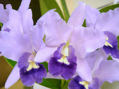 TOP - Lc. Final Blue (Fragrant Variety)
