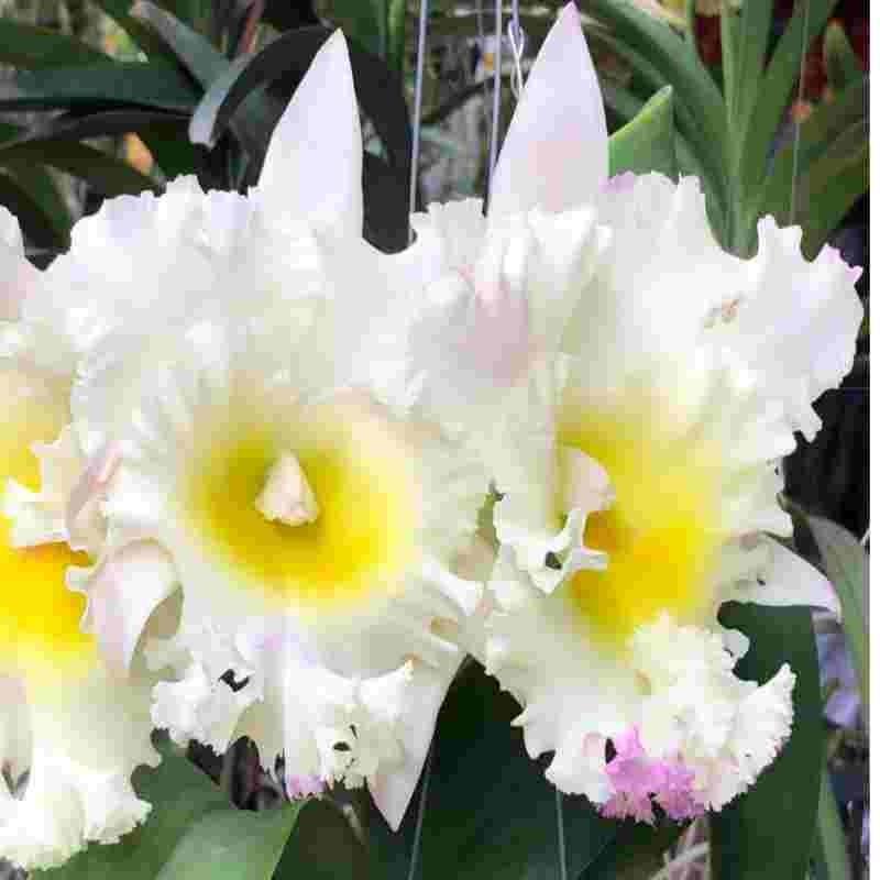 Cattleya Siam White 'The Best' Main image