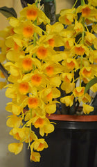 Den. Floralia X Den. Griffithianum Fragrant