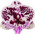 Phalaenopsis Speechless Elegance (Healthy Mericlone)