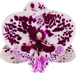 IN SPIKE! - Phalaenopsis Speechless Elegance (Healthy Mericlone) Main image