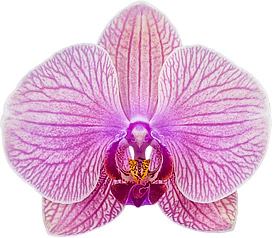 Phalaenopsis Tropic Wonderland (Healthy in 50mm pot)