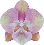 Phalaenopsis Venetian Carnival (Healthy Mericlone)
