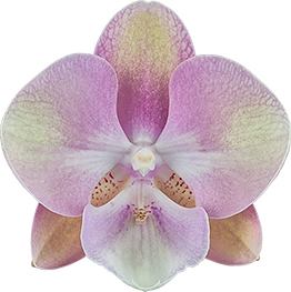 Phalaenopsis Venetian Carnival (Healthy Mericlone)
