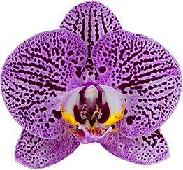 Phalaenopsis Impulsive (Healthy Mericlone) Main image