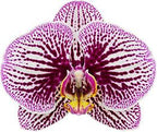 Phalaenopsis Black Stripes (BLOOMING!!!)